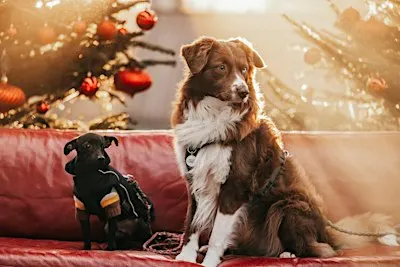 "Hundeaktivtag-Indoor XXL-Hamburg"   X-mas Erlebnisparcours & Hundemesse