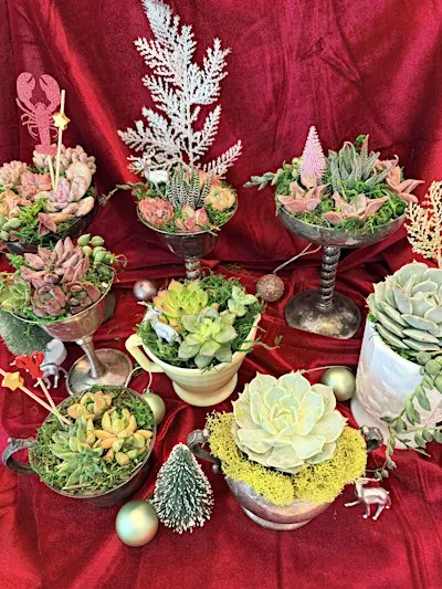 Make your own holiday succulent arrangement