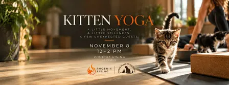 Kitten Yoga at Phoenix Rising