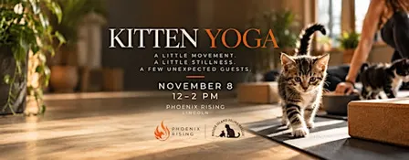 Kitten Yoga at Phoenix Rising