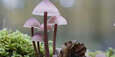 Prof David Wright – 'Fungi. Animal, Vegetable, or what?' Talk