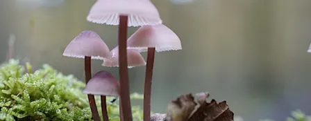 Prof David Wright – 'Fungi. Animal, Vegetable, or what?' Talk