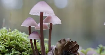 Prof David Wright – 'Fungi. Animal, Vegetable, or what?' Talk