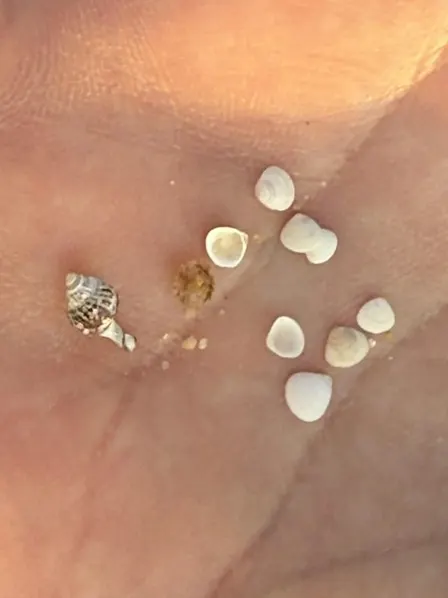 Micro-Mollusk Volunteer Community Science Event