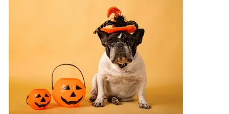 Henry's Oshawa: Halloween Pet Portraits