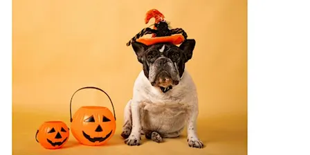 Henry's Oshawa: Halloween Pet Portraits