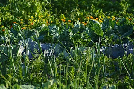 Homesteading 101