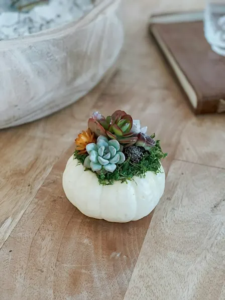 Harvest Magic Workshop: Succulent Pumpkin