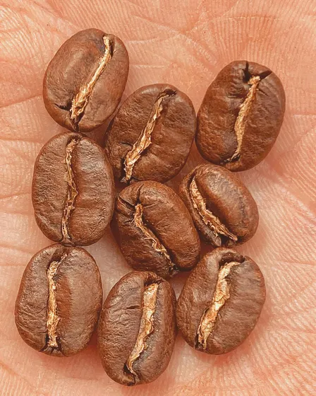 FREE - ACME coffee cupping