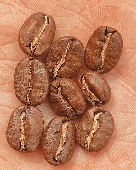 FREE - ACME coffee cupping