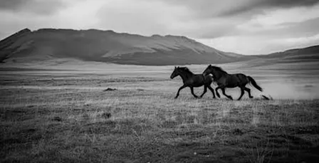 Healing With Horses: A Meditative Morning at Medicine Horse