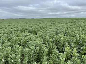 Faba Beans: Growing, grazing and feeding