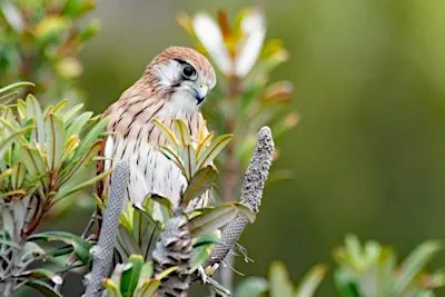 Birds of Norah Head