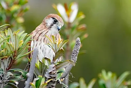 Birds of Norah Head
