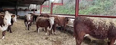 One Foot In The Grain