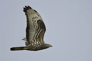 The Honey-buzzard