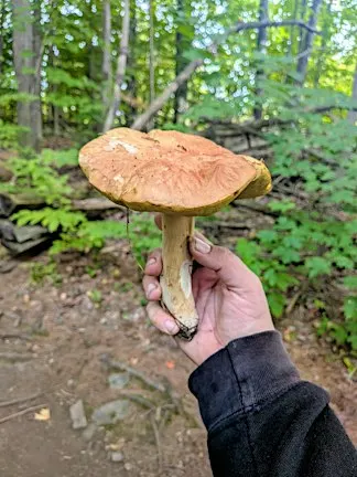 Frolic in Fall with Fungi