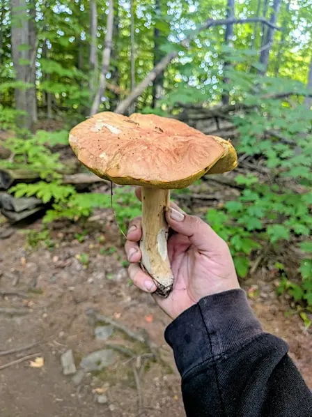 Frolic in Fall with Fungi