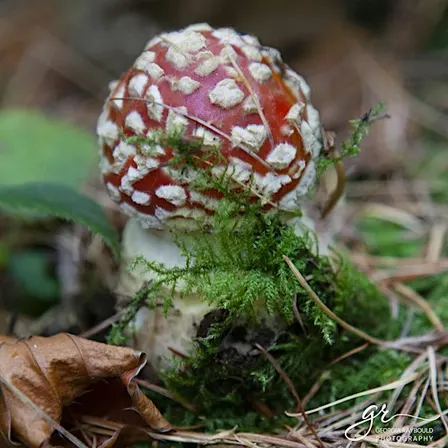 Looking at Fungi - a Walk in the Trelowarren Woods
