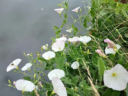 Talk and guided walk on urban plants and folklore