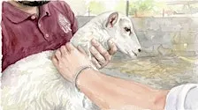 INSTALACIONES, BIENESTAR ANIMAL Y PRODUCTIVIDAD