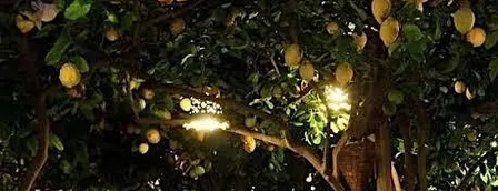 Autumn in Capri Wine Dinner