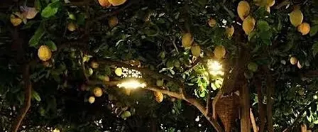 Autumn in Capri Wine Dinner