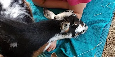 Jewelry + Meditation + Goat Snuggles