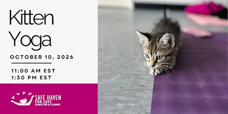 Kitten Yoga at SAFE HAVEN for Cats