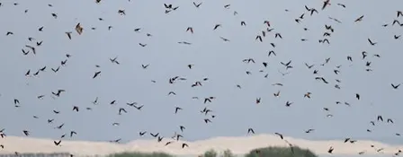 Trekvogels van Castricum (op de fiets)