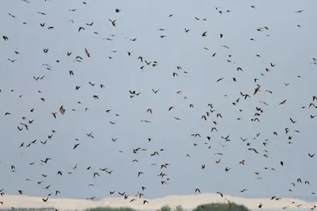 Trekvogels van Castricum (op de fiets)