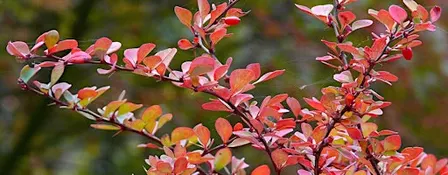 Paint Making with Invasive Plants - Acra
