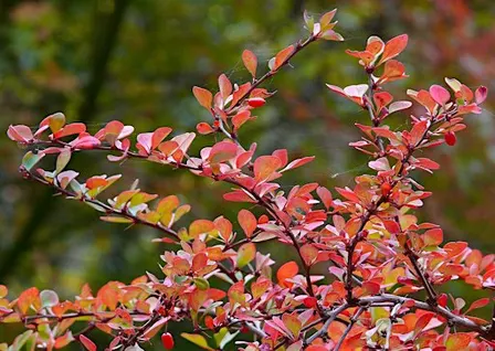 Paint Making with Invasive Plants - Acra