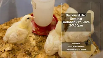 October Backyard Hen Training