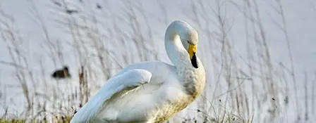 Wintervogels in de Castricum Duinen