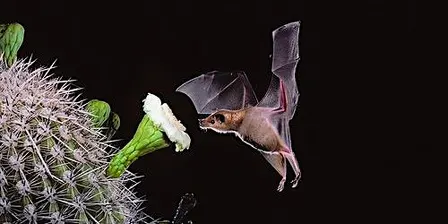 The Amazing World of Bats Lecture