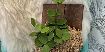 MOUNTED PLANT OR KOKEDAMA WORKSHOP