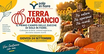 TERRA D’ARANCIO — IL CAMPO DELLE ZUCCHE DI SOLE IN FIORE