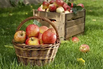 Fall Fun at Lyman Orchards