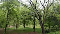 Benessere in Natura: Incontri di Mindfulness a Villa Borghese con la Psicol