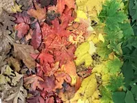 NJ Audubon Fall Forest Stroll