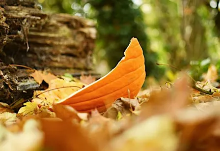 Halloween Family Bushcraft