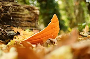 Halloween Family Bushcraft