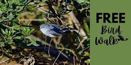 FREE* Guided Bird Walk At Santa Ana National Wildlife Refuge