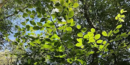 Forest Bathing Walk at RSPB Arne