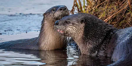 River Otters of the Cuyahoga River Watershed