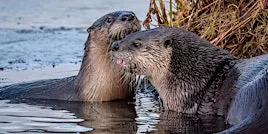 River Otters of the Cuyahoga River Watershed