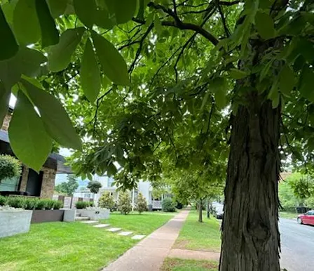 Urban Tree Walks in Belmont-1