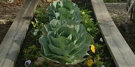 Winter Vegetable Gardening