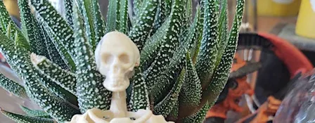 Ceme-Terrarium Workshop